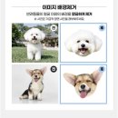 댕데이 네이버블로그