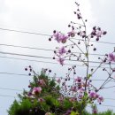 녹우조경