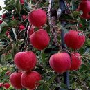 샬롬목장 이미지