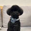 러블리 멍멍이 | 강아지 생일파티 케이크 처음 맛본 날의 기록