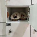 고양이입양소 | 서울 고양이 카페 성수 길고양이마을 실내 데이트 추천