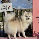 엔젤펜션 | 제주 애견 동반 숙소 공항 근처 감성 펜션 엔젤하우스 솔직 후기 (위치·시설·서비스 총정리)