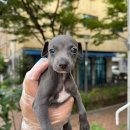 하운드광주하남 이미지