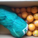 늘푸른청과 이미지