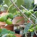 올리브나무 이미지