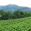 배꽃피는마을민박 이미지