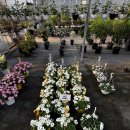 선유 | 화원 리뷰15) 인천 선유플라워그라운드 후기 / 마트형 식물 판매장 느낌 / 구입 식물 없음