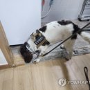 강남-253 이미지