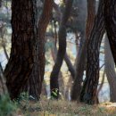 솔밭공원2 이미지