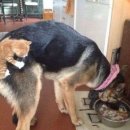 뭐먹냥? 이미지