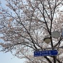 광천읍 하담마을회관 | 25년 광천읍 오서산 벚꽃길은 올해도 참 예뻤습니다.
