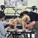 애견미용 이미지