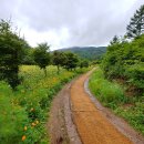 해바라기 이미지