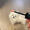 쇼스타퍼 네이버블로그