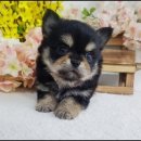 수아켄넬 이미지