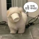수원동양복싱 | 바쁘게사는 일상