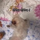 댕댕이# 이미지