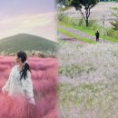 1. 서울 하늘공원 억새, 핑크물리 밭~여자친구 사진 찍어주기 좋은 가을 데이트 여행지 BEST 7 이미지