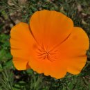 26.5.6.캘리포니아양귀비 California Poppy 이미지
