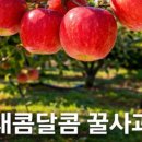 안동농원 | 시고르농원 꿀사과 후기 | 안동 사과로 미나리사과무침 만들기