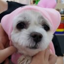 본오365동물병원 이미지