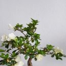 군산채권사