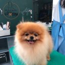 코리아애견미용학원