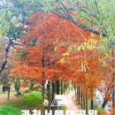 (주)서울가든 | 경기도 단풍 명소 서울대공원 단풍 테마가든 메타세콰이어