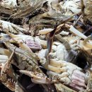 풍년꽃게 이미지