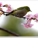 새벽바람 Daum카페