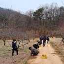 ●3월11일(월)춘덕산 복숭아동산꽃심기 이미지