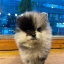 베이비멍 이미지