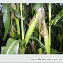 한솔이네농장 이미지