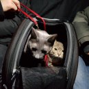 루이펫독 이미지