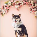 헬로우 독 이미지