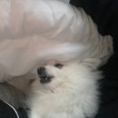 작은언니네 이미지