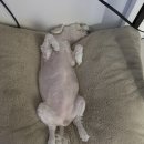 첨단우리동물병원 이미지