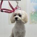 팍스도그트레이닝센터 이미지