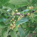 감꽃향기 이미지