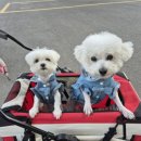 아지동물병원 이미지