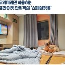 댕댕이풀빌라 이미지