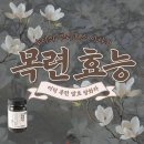 숙이의뿌리효소이야기 | [숙이의 뿌리효소 이야기] 목련의 효능