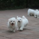 레이지 포 이미지