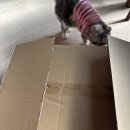 좋은 | 고양이쇼파 네이버 펫 바우처 피카노리소파 기호성 좋은 후기