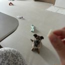 예뻐해줄개 | 유기견 입양 후기 4편 : 콩이, 시골개 되다! + 일상