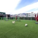 도그마루 강아지고양이 인천논현점 이미지