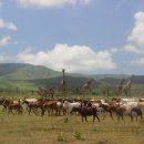 세렝게티 이미지