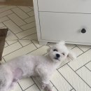 즐거운그루밍 네이버블로그