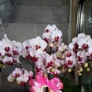 축산농협미래부연합사료 이미지