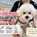 털찐친구들 | <부천> 강아지 찐빵 피부병 붉어짐 "부천 정샘동물병원" 다녀온 후기